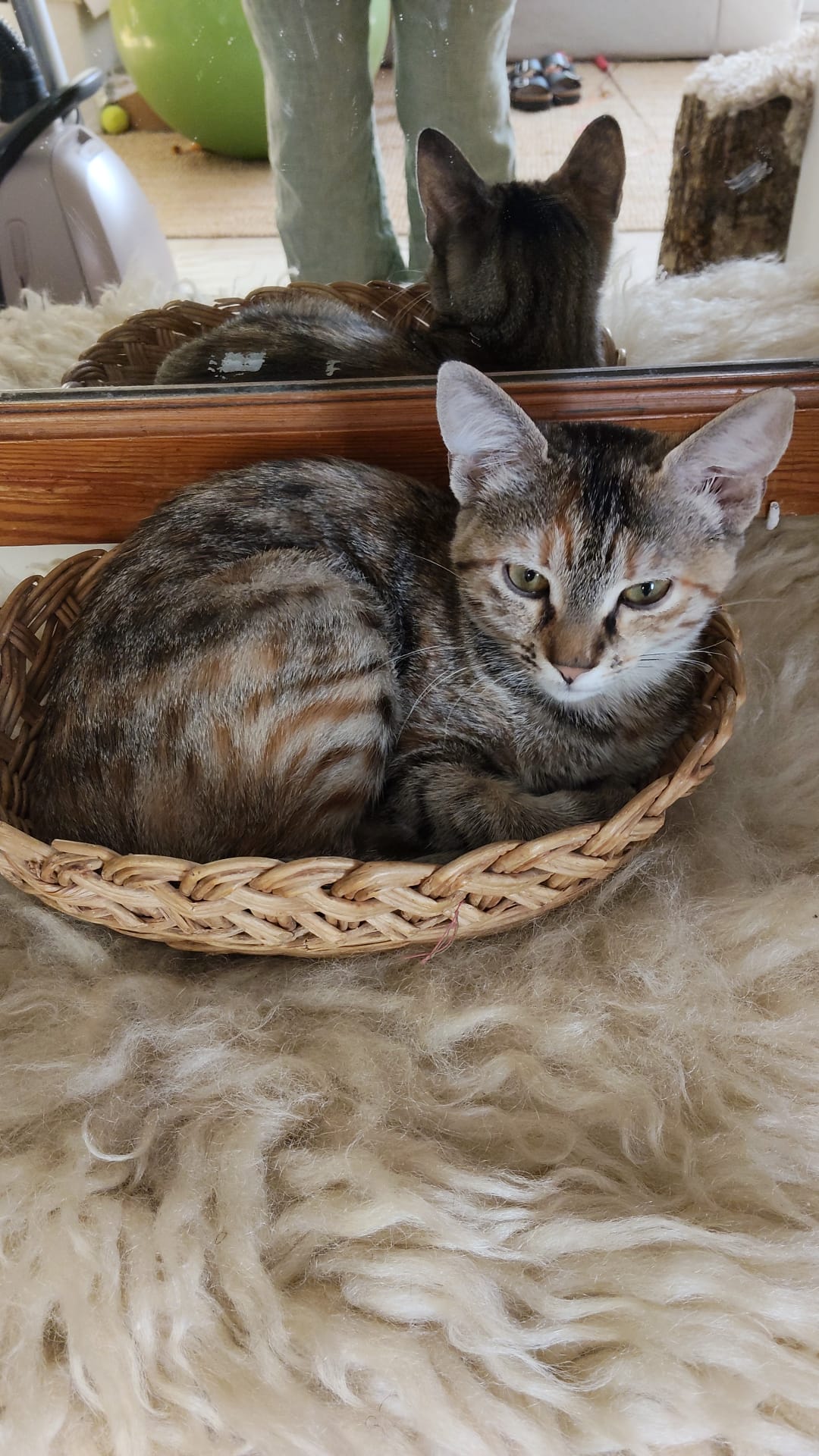 Shanti