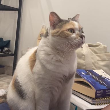 Mitsy