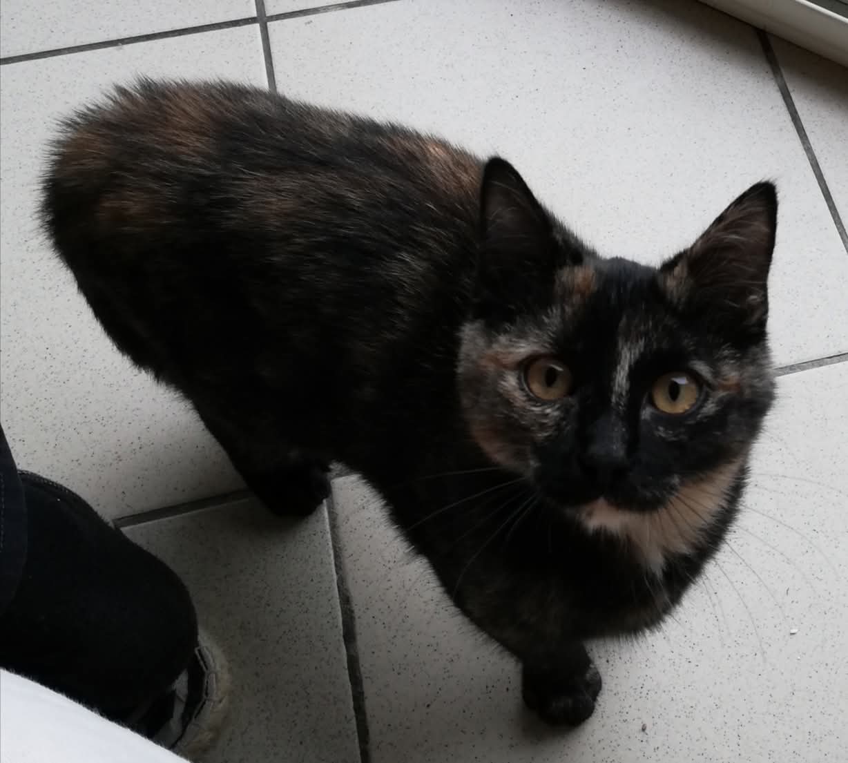 Minette