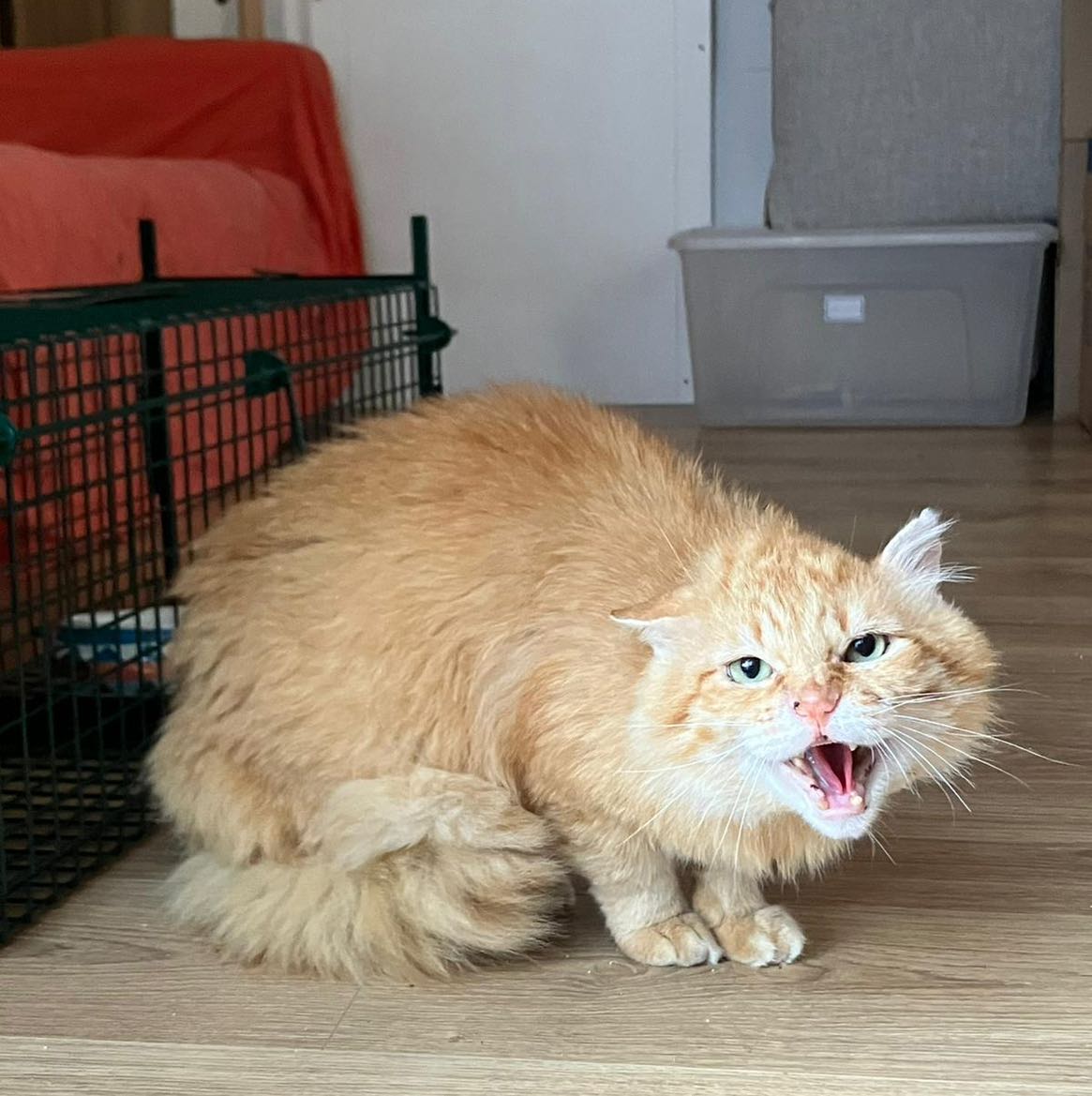 O’malley