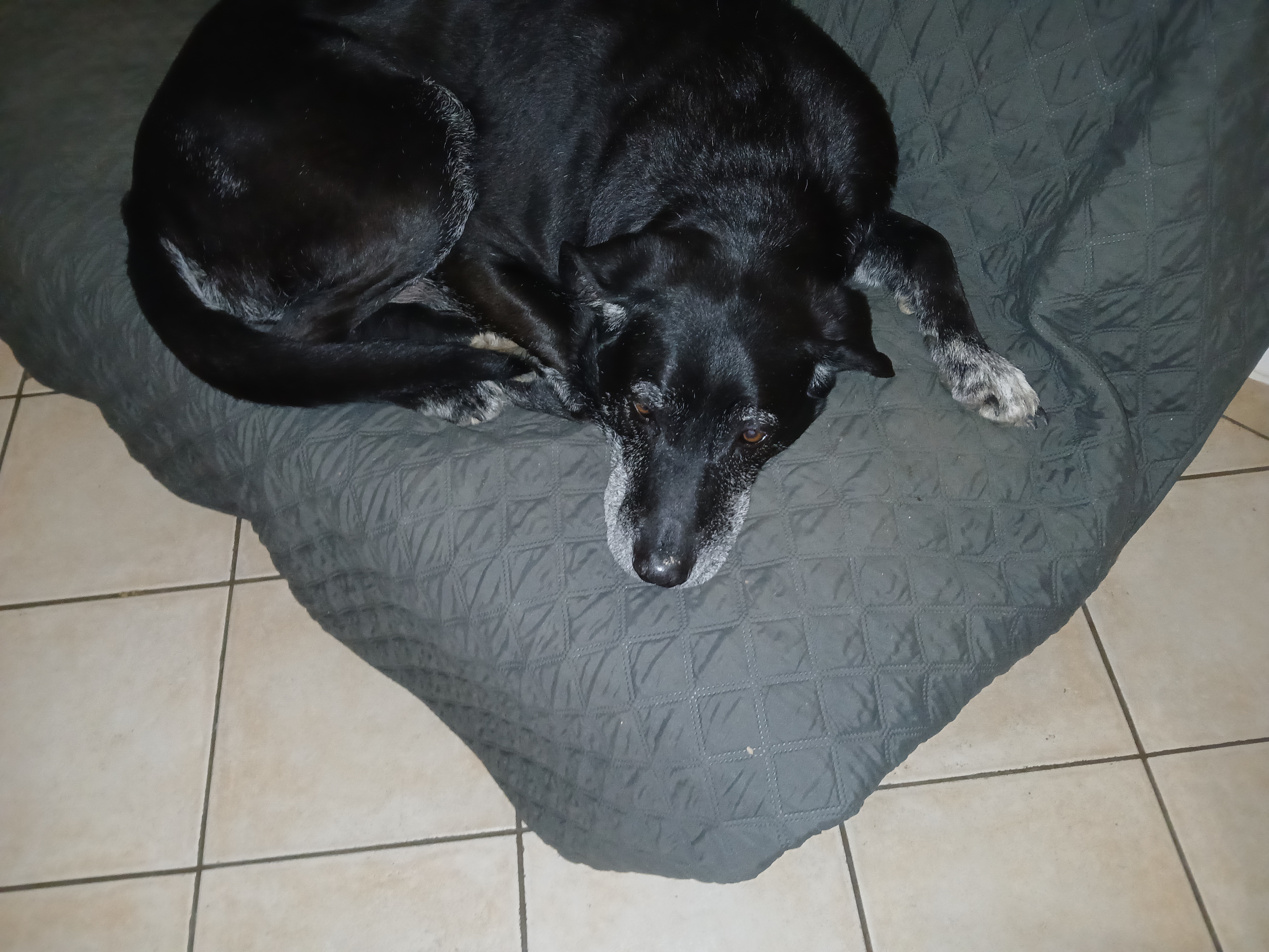 Vito