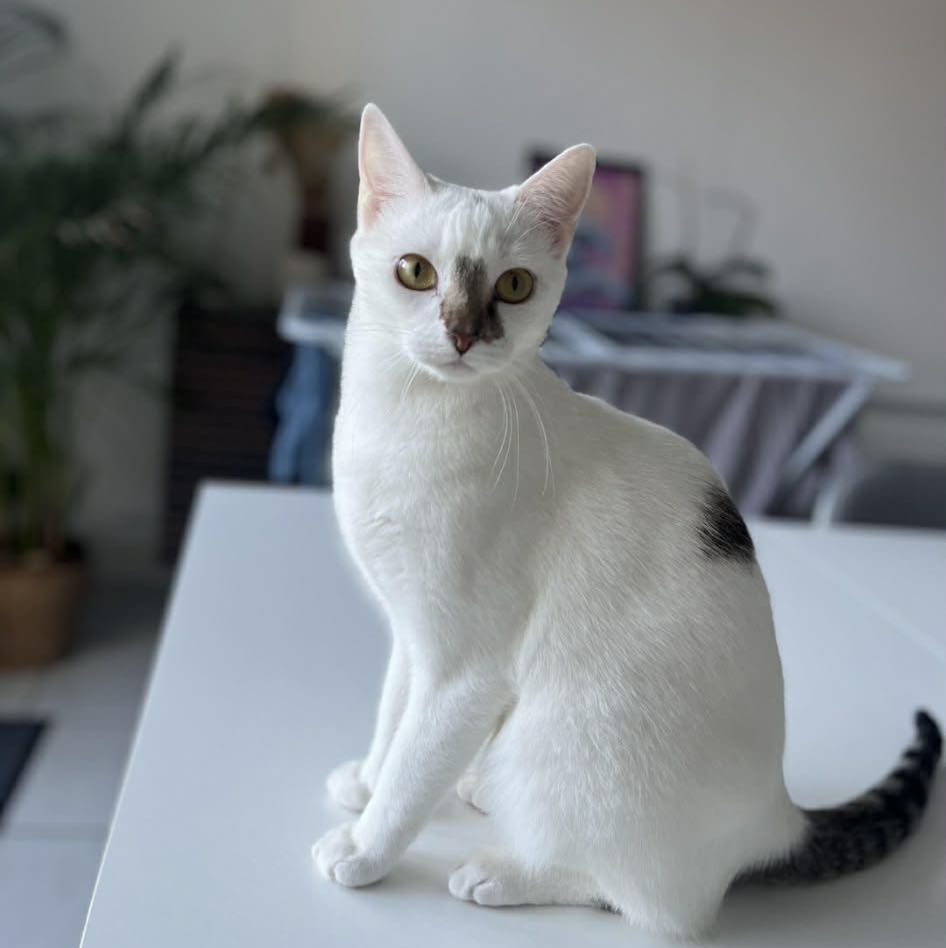 Olaf