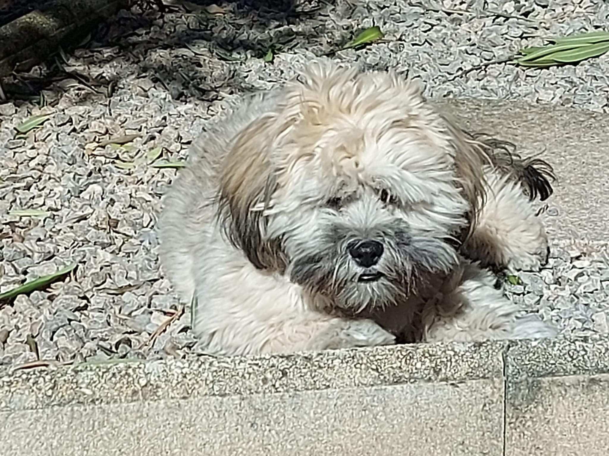 Athos