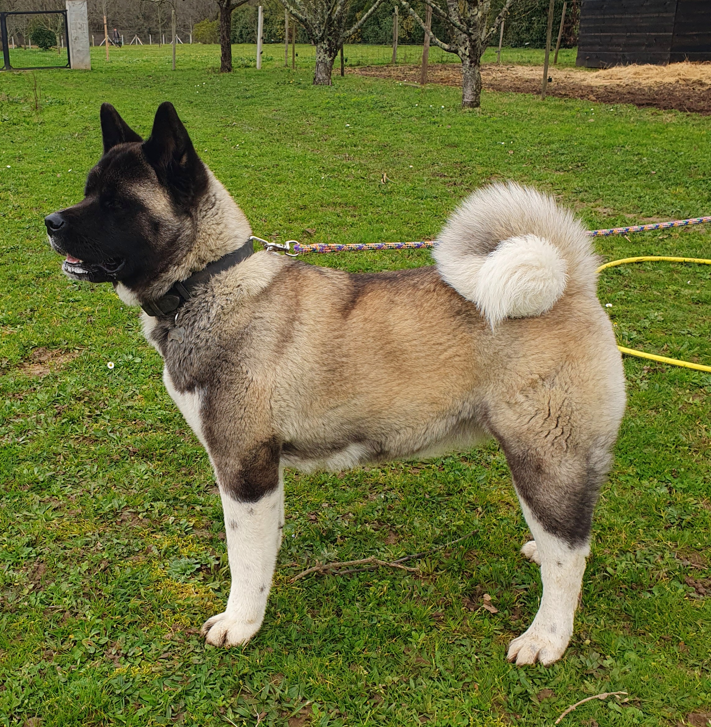 Umber Angel Of Paradise