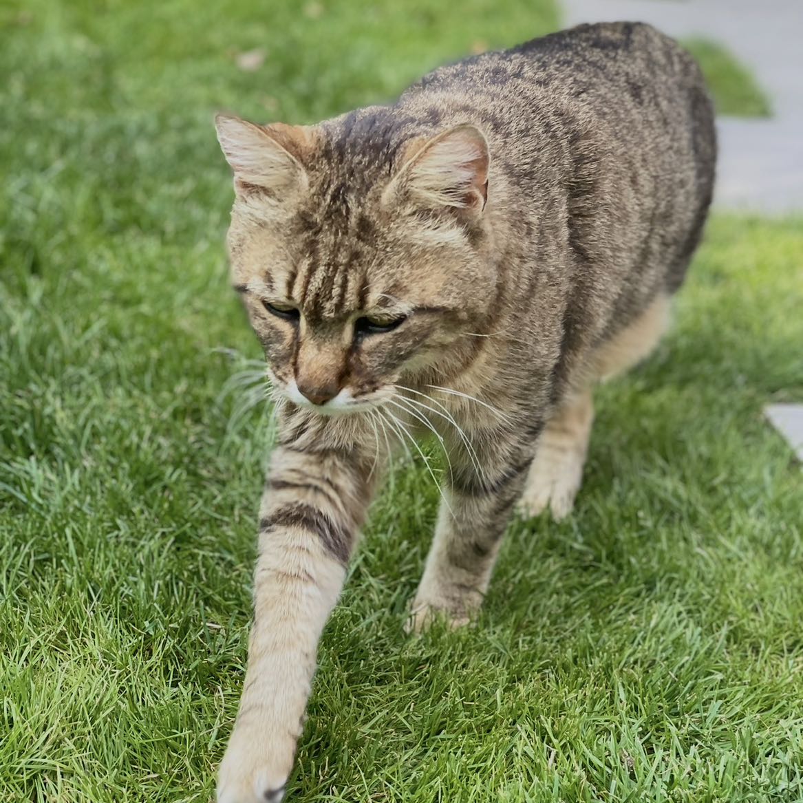 Corsù se prononce Corsiou