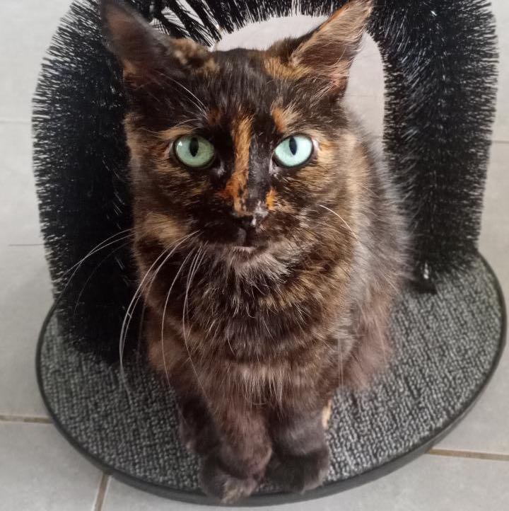 Kitty