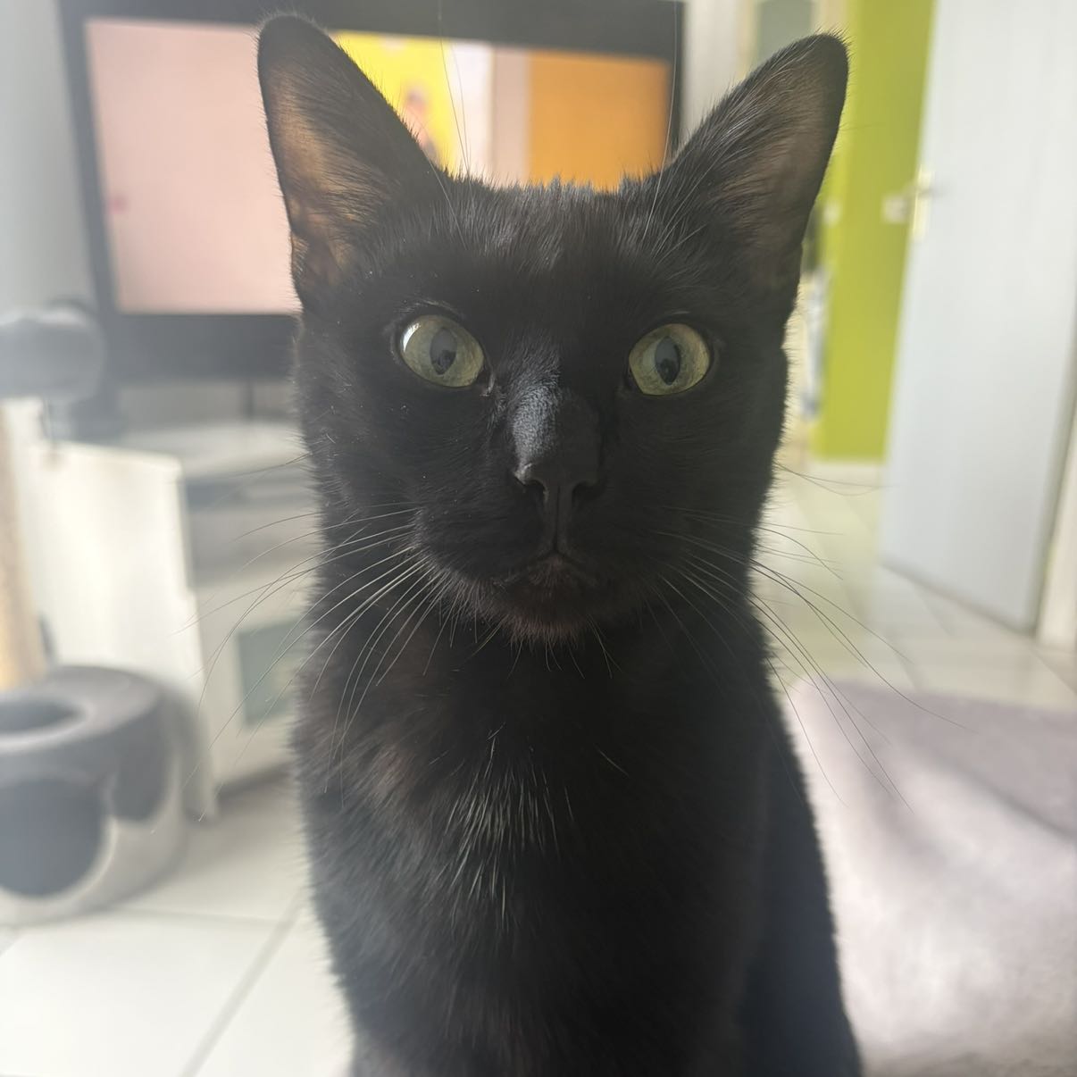 Zoé