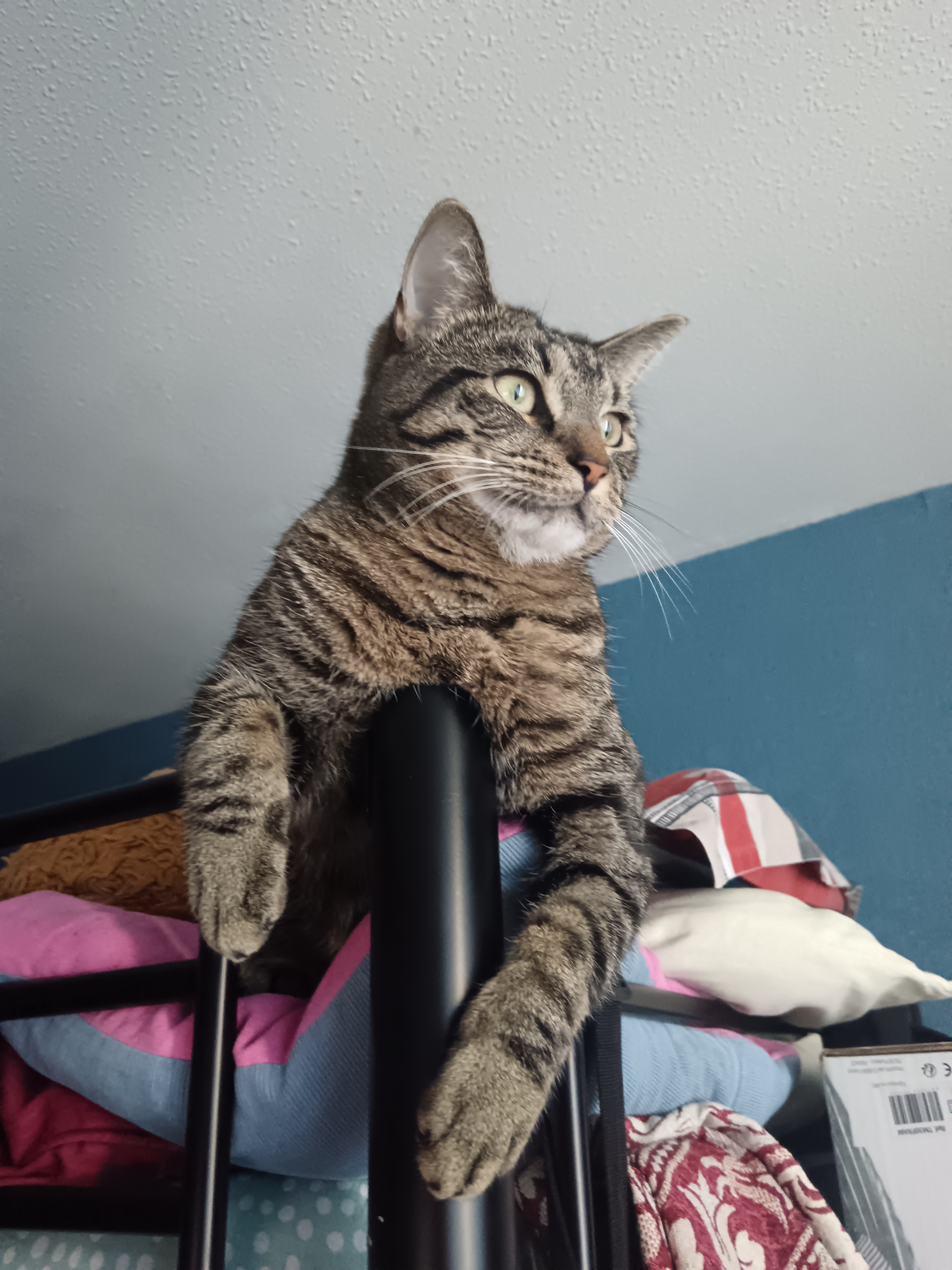 Tuna (Touna)