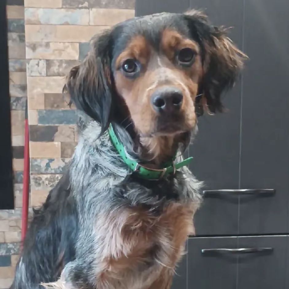 Asko