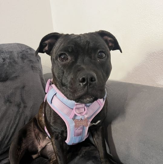 Vanya