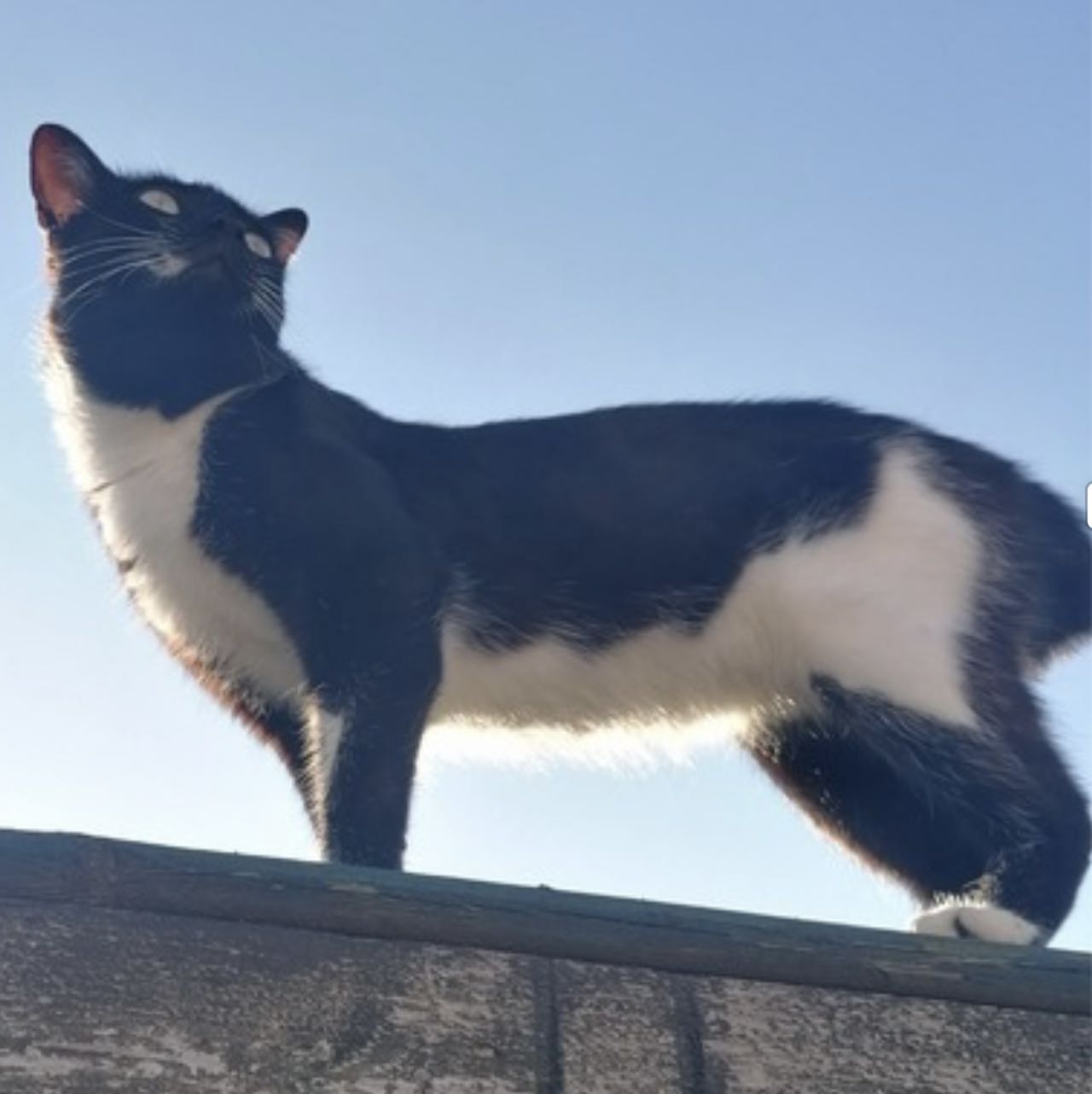 Yuki