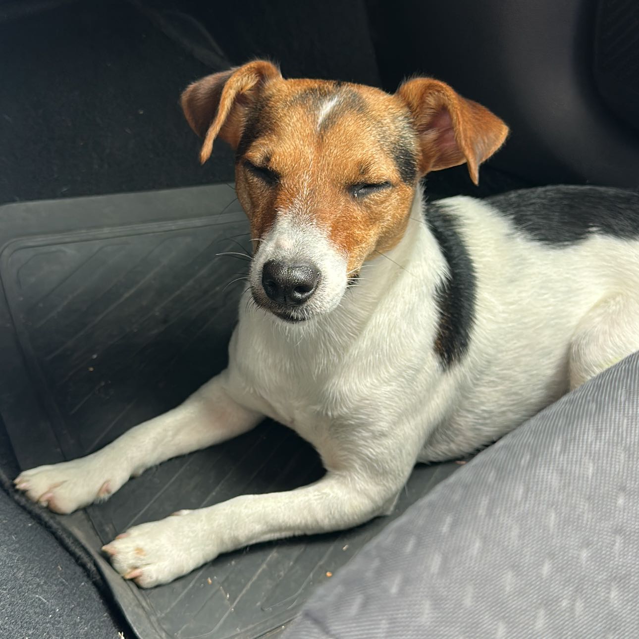 Pippa
