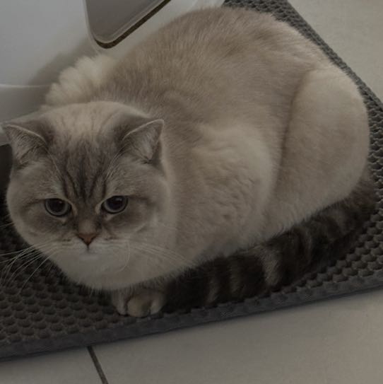 Umy
