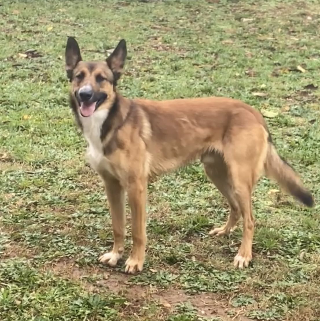 Rex