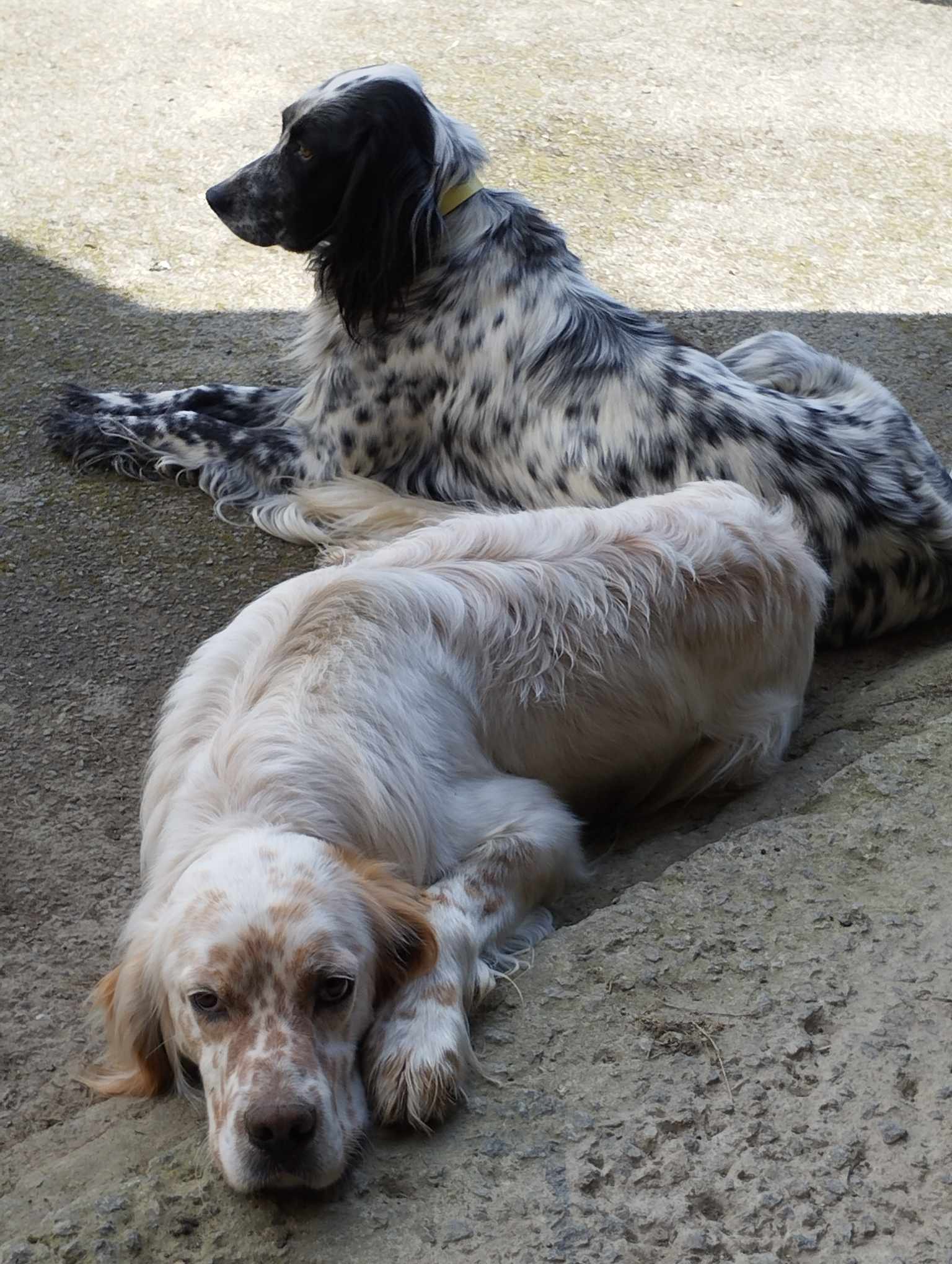 Ugo (Rocky) Ipsy (Fifi)