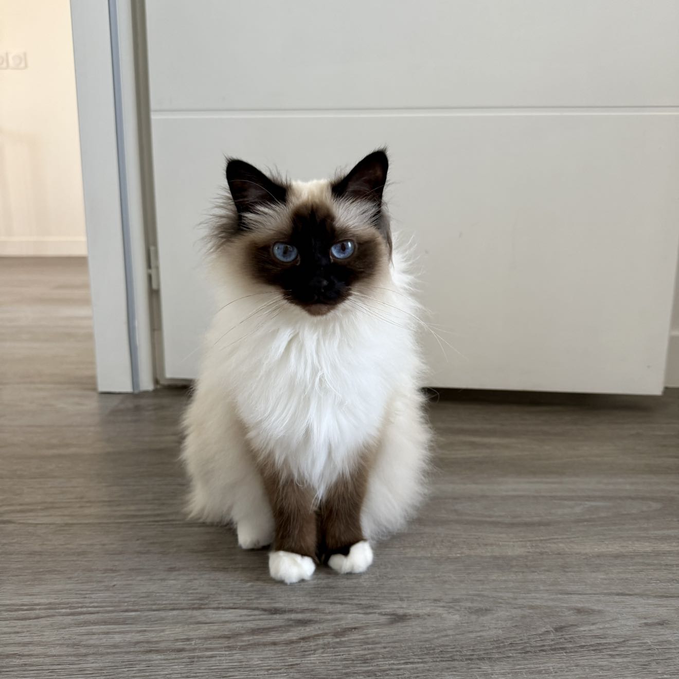 Moki