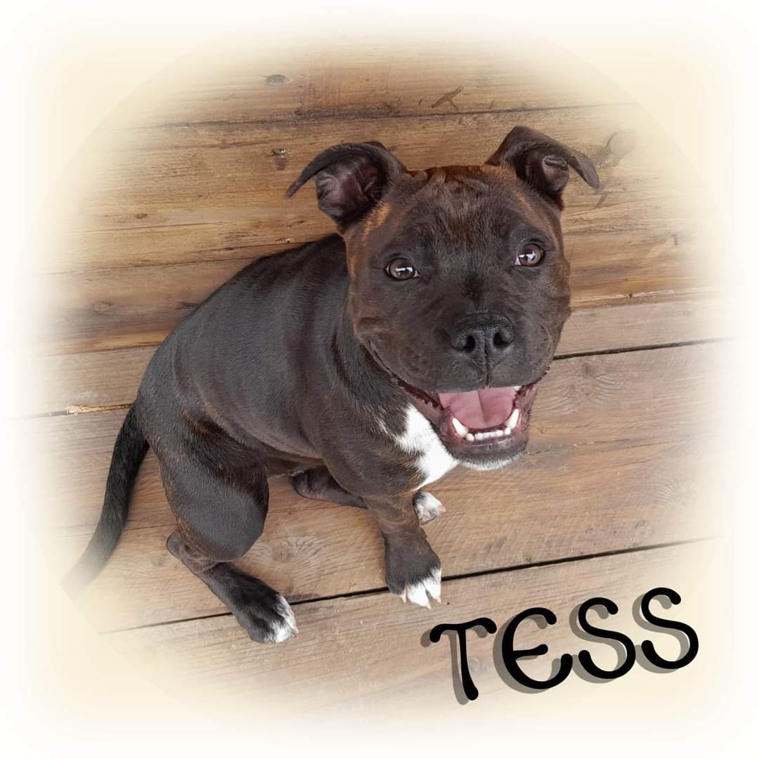 Tess